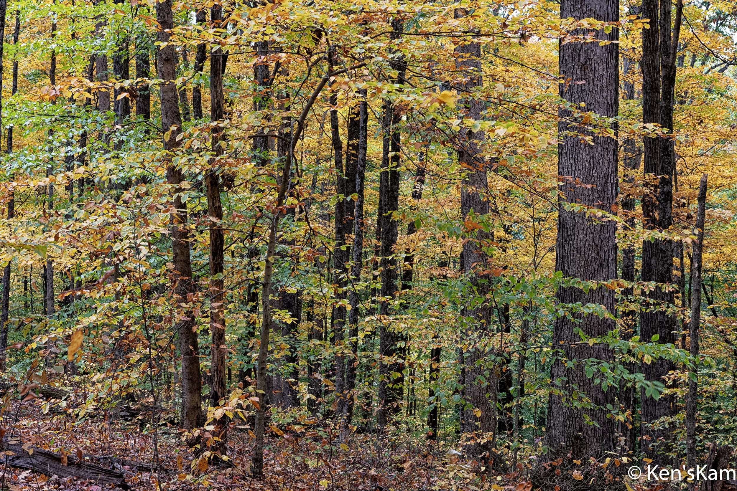Indiana Fall 2023, Part 3 – Backroad Photography – Ken's Photography ...